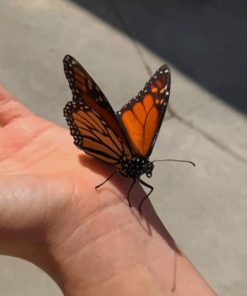 Black And Orange Monarch Butterfly paint by numbers