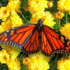 Monarch Checkered Butterfly paint by numbers