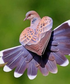 Mourning Dove Bird paint by numbers