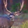 Mule Deer paint by numbers