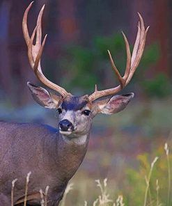 Mule Deer paint by numbers