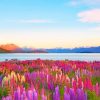 New Zealand Tekapo Lake