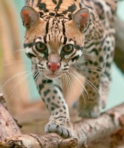 Ocelot Cat paint by numbers