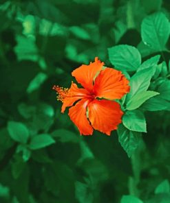 Orange Flower With Leaves paint by numbers