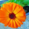 Orange Marigold Flower paint by numbers