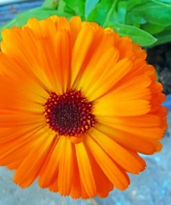 Orange Marigold Flower paint by numbers