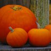 Orange Pumpkins On Tree paint by numbers