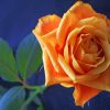 Orange Flower Rose paint by numbers