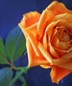 Orange Flower Rose paint by numbers