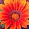 Orange Spring Sunflower paint by numbers