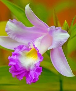 Orchid Cattleya Purple Flower paint by numbers