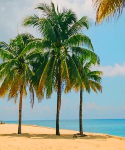 Palm Trees In The Beach paint by numbers