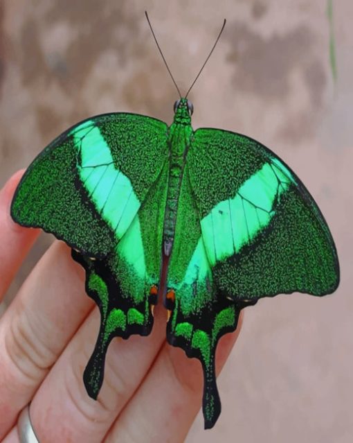 Papilio Palinurus Butterfly paint by numbers