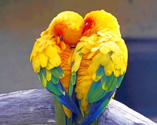 Parrot Birds Love paint by numbers