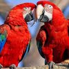 Parrot Couples Paint By Numbers