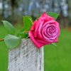 Pink Rose On Trunk paint by numbers