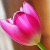 Pink Tulip Blossom paint by numbers