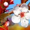 Plum Tree Blossoms paint by numbers