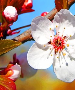 Plum Tree Blossoms paint by numbers