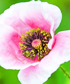 Poppy Flower Petals paint by numbers