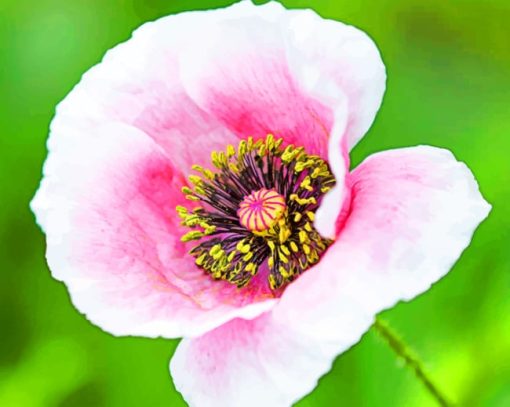 Poppy Flower Petals paint by numbers