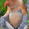 Proboscis Monkey paint by numbers