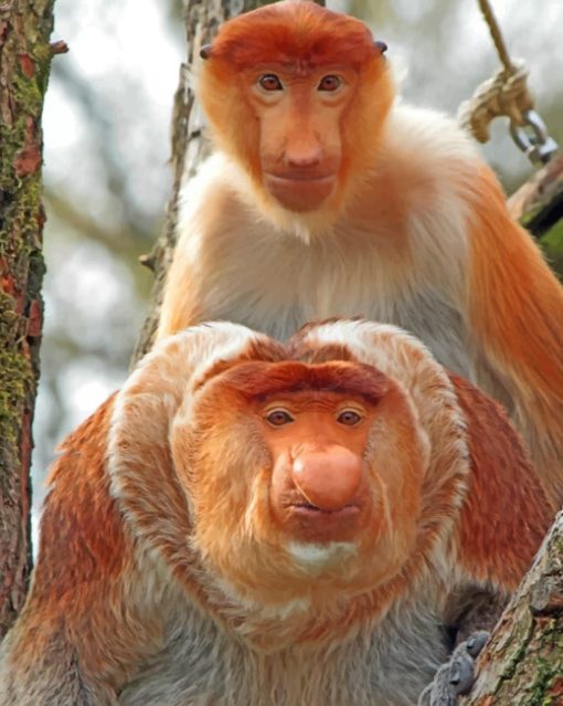 Proboscis Monkeys paint by numbers