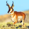 Pronghorn Antelope Animal paint by numbers