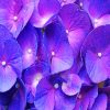 Purple Hydrangea Paint By Numbers