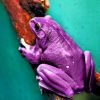 Purple Tree Frog paint by numbers