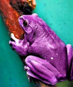 Purple Tree Frog paint by numbers