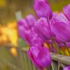 Purple Tulips Blooms paint by numbers