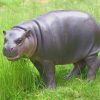 Pygmy Hippopotamus Animal paint by numbers