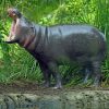 Pygmy Hippopotamus With Opened Mouth paint by numbers