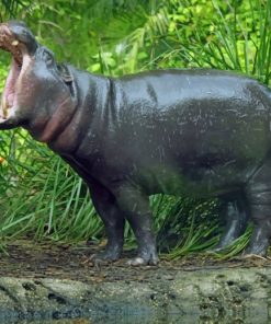 Pygmy Hippopotamus With Opened Mouth paint by numbers