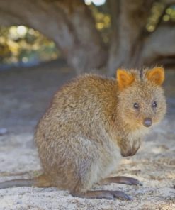 Quokka Animal In Sand paint by numbers