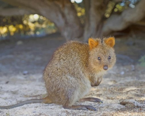 Quokka Animal In Sand paint by numbers