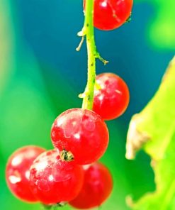 Red Currant Branch paint by numbers