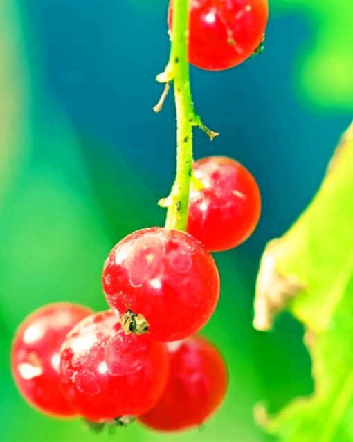 Red Currant Branch paint by numbers