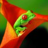 Red Eyed Green Frog paint by numbers