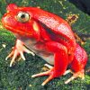 Red Frog Species paint by numbers