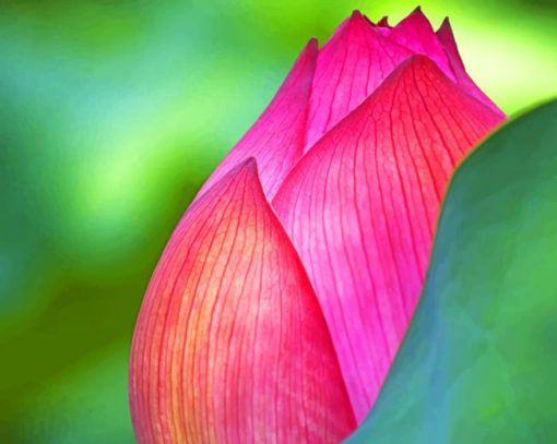 Red Lotus Flower paint by numbers