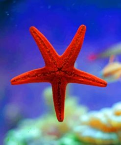 Red Sea Star paint by numbers