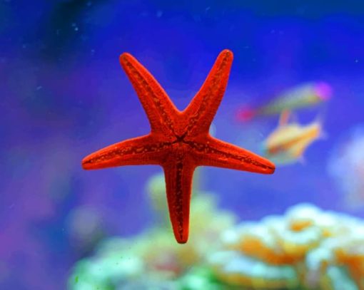 Red Sea Star paint by numbers