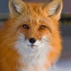 Red Fox Animal paint by numbers