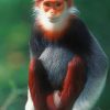 Red Shanked Douc Monkey paint by numbers