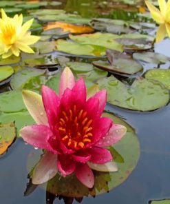 River Water Flowers paint by numbers