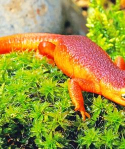 Salamander Reptiles Animal paint by numbers