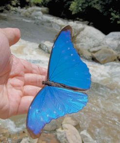 Scarce Morpho paint by numbers