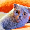 Scottish Fold Cat paint by numbers